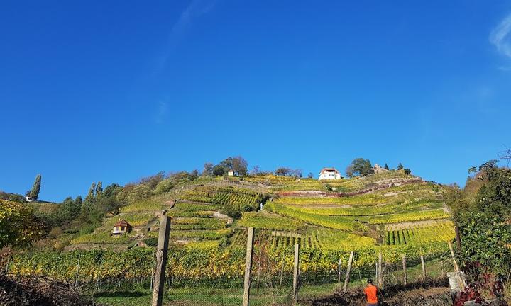 Weingut DREI HERREN